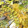 フジの葉が黄色くなりました