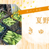 旬の野菜【きゅうり】