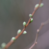 雪柳の冬芽