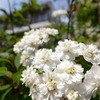 今更春の花々 ⁑ 白色その1