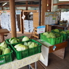 寒甘（カンカン）野菜人気です！！