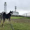 犬が吠えるから