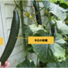 夏野菜　キュウリ07【今日も1本収穫でき嬉しい】