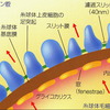 糸球体係蹄壁とは何か