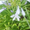 夏至！あいにくの雨