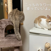 雨田甘夏、独占です。【猫と寝床とハンモック事情】