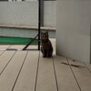 野良猫と警視庁物語　「十五才の少女」