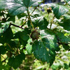 紅葉苺（モミジイチゴ）