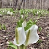 新郷村　水芭蕉群生地　見頃は4月いっぱい