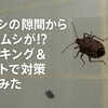 サッシの隙間からカメムシが!? コーキング＆ミントで対策してみた