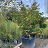 果樹を購入してきました！🍊🥑🍋