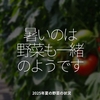 2818食目「暑いのは野菜も一緒のようです」2025年夏の野菜の状況