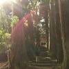 天然杉の森の中に開基された清水寺