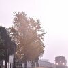 北条鉄道 と イチョウ 田原駅