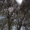 オリーブ家のシンボルツリー〜オリーブの木の活用法〜