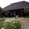 「野菊の墓」