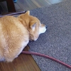 生身