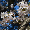 最高のお花見