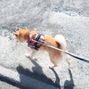 ど晴れな日、だよ