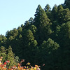 田舎