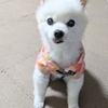 シニア犬とゆらぎ世代④