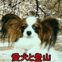 麻酔死覚悟で歯石を取る 老犬の歯周病問題 白犬まみれ生活 麻酔死覚悟で歯石を取る 老犬の歯周病問題 白犬まみれ生活