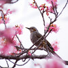 大仁狩野川の河川敷の河津桜ラスト