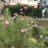 秋桜