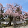 醍醐寺の桜🌸