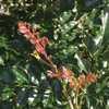 #20 シマトネリコ 茶色い葉