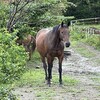 ツインターボ師匠の眠る地。斎藤牧場見学記