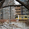東京の桜を巡る旅2025⑦『水道橋駅～御茶ノ水駅』
