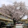 谷田部小学校の桜・・