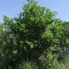 Punica granatum　ザクロ