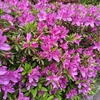 つつじ見頃ですね～🌺