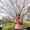 今日と明日が見頃の桜を見て1年の平和を祈る