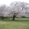 静かな桜の名所