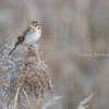 2019年12月14日の鳥撮り-涸沼