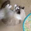 ふくちゃんと夜のお留守番
