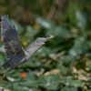 2020年5月1日の鳥撮り(1/2)-北区