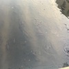 【保存版】生き物図鑑 ④コイ〔鯉〕！！