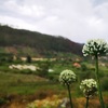 玉ねぎの花が咲いた茎をカリカリに炒めたら最高に美味しかった