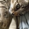 猫じゃらしの行方