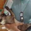 自分で哺乳瓶を持ってミルクを飲む子猫ちゃん【動画】