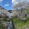 桜並木めぐり