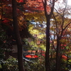 瑞宝寺公園の紅葉