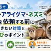 高槻市でイタチ・アライグマ・ネズミ駆除を依頼する前に知っておきたい対策と業者選びのポイント