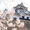 爛漫、城桜