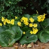 DAILY FLOWERS