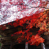 高雄山・神護寺の紅葉。　